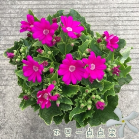 瓜叶菊1